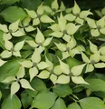 Chinesischer Blumenhartriegel 60-80cm - Cornus kousa