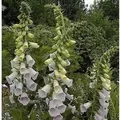 Fingerhut Excelsior - Digitalis purpurea