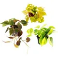 Exotenherz Zimmerpflanzen Trio Rankende Baumfreunde Set mit 3 Verschiedenen Philodendron Arten