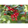 Ilex aquifolium 'Alaska' 30-40 cm