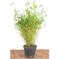Fargesia Murieliae Jumbo Bambus Immergrün 40–60 cm
