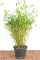 Fargesia murieliae 'Jumbo' 40-60 cm – Winterhart, Immergrün, Pflegeleicht – Gartenbambus (Schirmbambus) – Heckenpflanze für Garten & Sichtschutz