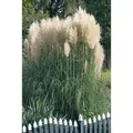 Cortaderia Selloana Sunningdale Silver Pampasgras Silbrig 7,5-10 L Containe