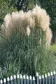 Cortaderia selloana 'Sunningdale Silver' – Winterhart, Mehrjährig, Pflegeleicht – Pampasgras – Ziergras für Garten & Solitärstellung