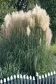 Pflanzen für Dich Gräser Cortaderia sel. Sunningdale Silver, 1 St., Pampasgras, silbrig, hochwachsend