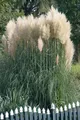 Pampasgras 'Sunningdale Silver' Cortaderia selloana C10 80-100cm Deko