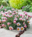 BALDUR Garten 3x Winterharter Bodendecker Afrikanisches Ringkörbchen, Pflanzen im 9x9 cm-Topf, Anacyclus depressus, Polsterstaude, Ringblume, winterharte mehrjährige Staude, trockenresistent, blühend