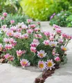 BALDUR Garten 3x Winterharter Bodendecker Afrikanisches Ringkörbchen, Pflanzen im 9x9 cm-Topf, Anacyclus depressus, Polsterstaude, Ringblume, winterharte mehrjährige Staude, trockenresistent, blühend
