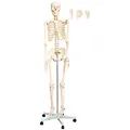 Anatomie Modell Skelett mit Knochen Körper Skeleton Lehrmodelle Menschliches Mensch Medizin Skelett Lebensgroß 175 cm mit Ständer Anatomy Menschen MedMod