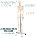 Menschliches Skelett lebensgroß inkl. Ständer MedMod