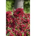 Weigela Eva Rathke Weigelie Karminrot 40–60 cm