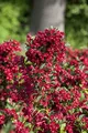 Weigela florida 'Eva Rathke' 40–60 cm – Winterhart, Mehrjährig, Pflegeleicht – Weigelie – Heckenpflanze für Garten & Sichtschutz
