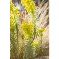 Euphorbia Characias Char. Humpty Dumpty Mittelmeer Wolfsmilch Ca. 11x11 cm Topf