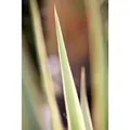 Yucca Filamentosa Bright Edge Palmlilie Gelb-Grün 50–80 cm