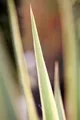 Pflanzen für Dich Staude Yucca filamentosa Bright Edge, 1 St., Fädige Palmlilie, Garten-Yucca
