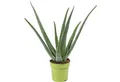 Flowerbox Zimmerpflanze Echte Aloe - Aloe vera, pflegeleicht - Höhe ca. 40 cm, Topf-Ø 12 cm