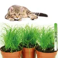Cyperus zumula, im 12er Topf, Katzengras, Höhe ca. 20cm, 3er Set
