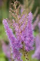 Astilbe x arendsii 'Amethyst', Prachtspiere, violett, ca. 9x9 cm Topf