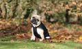 Bucas Freedom Dog Rug Hundemantel 50g Black/Taupe, Größe:45 cm