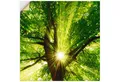Artland Wandbild Sonne strahlt explosiv durch den Baum, Bäume (1 St), als Leinwandbild, Poster, Wandaufkleber in verschied. Größen