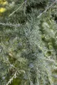 Pflanzen für Dich Konifere Cedrus deodara, 1 St., Himalaya-Zeder, Deodar-Zeder, hängeform, immergrün