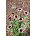 Echinacea Purpurea Augustkönigin Roter Sonnenhut Ca. 11x11 cm Topf