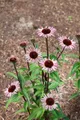 Pflanzen für Dich Staude Echinacea purp. Augustkönigin, 1 St., Purpur-Sonnenhut, Roter Sonnenhut