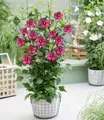 BALDUR Garten Zierstrauch Hibiskus 'Flower Tower Ruby®', 1 St., Bordeauxfarbenem, winterhart, lange Blütezeit