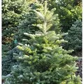 Koreatanne Sämling 50-60cm - Abies koreana