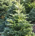 Koreatanne Sämling 50-60cm - Abies koreana