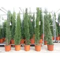 4x Mittelmeerzypresse 200 cm Säulen buschige Toskana Zypressen Zypresse Cupressus Semper.