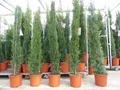 4x Mittelmeerzypresse 200 cm Säulen buschige Toskana Zypresse Cupressus Semper.