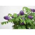 Wisteria Frutescens Longwood Purple Amerikanische Wisteria 40–60 cm