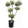 Sunny-Tree Olivenbaum Olea Europaea Pompon  20 Jahre Alt 220 cm Hoch  Winterhart und Kugelförmig