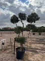 Sunny Tree - Olivenbaum Olea europaea Pompon – 20 Jahre alt, 220 cm hoch, winterhart, kugelförmig