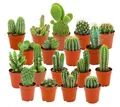 Zynesflora Mini Kakteen im Set - 18 Stück im 5.5 cm Pflanzentopf - Kleiner Kaktus Zimmerpflanze Sammlung - Höhe: 5-10 cm