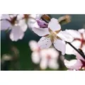 Prunus Kurilensis Ruby Zierkirsche Rosa Blüten 60–80 cm