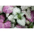 Lamium maculatum 'White Nancy' - Gefleckte Garten-Taubnessel 'White Nancy' - 9cm Topf
