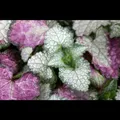 Lamium maculatum 'White Nancy' - Gefleckte Garten-Taubnessel 'White Nancy' -…