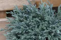 Pflanzen für Dich Konifere Chamaecyparis pisifera Blue Moon, 1 St., Erbsenfrüchtige Scheinzypresse, Blaue Scheinzypresse, blaugrau, kompaktwüchsig