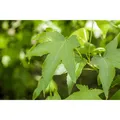 Liquidambar Styraciflua Slender Silhouette Amberbaum 80–100 cm