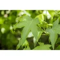 Liquidambar Styraciflua Slender Silhouette Amberbaum 80–100 cm