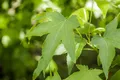 Liquidambar styraciflua 'Slender Silhouette', Amberbaum, 80–100 cm