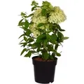 Rispenhortensie Magical Andes Höhe ca. 50-60cm Topf ca. 6, Hydrangea paniculata