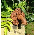 Antikas Wasserspeier Wandbrunnen-Speier nach antiker Vorlage -Wasserauslauf -Stein-Brunnen braun