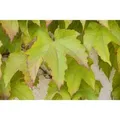 Parthenocissus Tricuspidata Veitchii Wilder Wein 40–60 cm