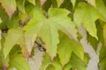 Pflanzen für Dich Kletterpflanze Parthenocissus tric. Veitchii, 1 St., Wilder Wein, Dreispitz-Jungfernrebe, Veitchs Jungfernrebe, selbstklimmend, herbstfärbung rot