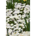 Anemone blanda 'White Splendour' - Garten-Strahlen-Windröschen 'White Splendour'