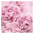 Bilderwelten Blumen Fototapete Landhaus inkl. Kleister 240x240cm - Vliestapete Made in Germany - große Blumen Tapete Schlafzimmer - Rosen Blumentapete 3D - Tapete Blumen Wohnzimmer Flur T_3249