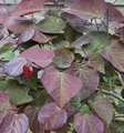Kanadischer Judasbaum Ruby Falls 100-125cm- Cercis canadensis